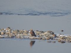 Haliaeetus albicilla