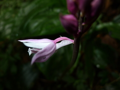Calanthe lechangensis