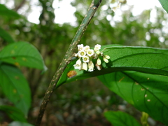 Maesa japonica