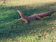 Varanus panoptes