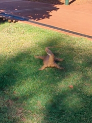 Varanus panoptes