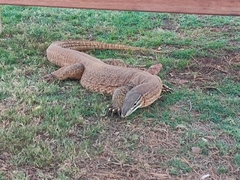 Varanus panoptes