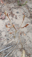 Moraea elsiae