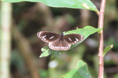 Euploea lewinii
