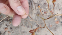 Moraea elsiae