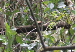 Rhipidura verreauxi erythronota