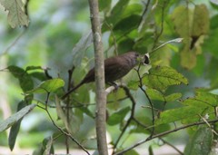 Clytorhynchus vitiensis