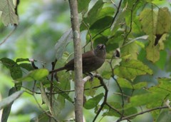 Clytorhynchus vitiensis