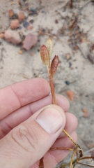 Moraea elsiae