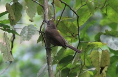 Clytorhynchus vitiensis