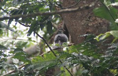 Columba vitiensis