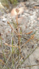 Moraea elsiae