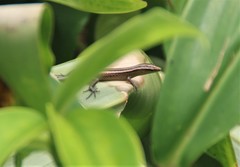 Emoia cyanura