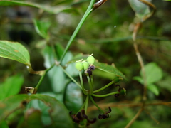 Smilax aberrans