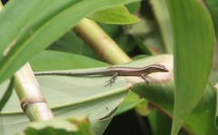 Emoia cyanura