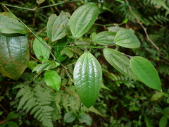 Smilax aberrans