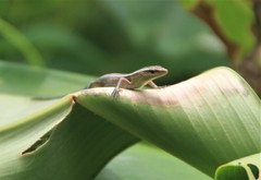 Emoia cyanura