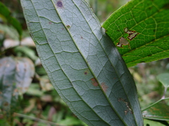 Smilax aberrans