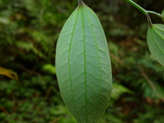 Smilax aberrans