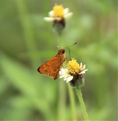 Oriens augustula