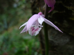 Calanthe lechangensis