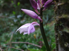 Calanthe lechangensis