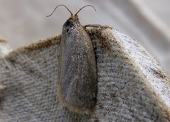 Aphelia viburnana