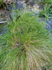 Poa cockayneana