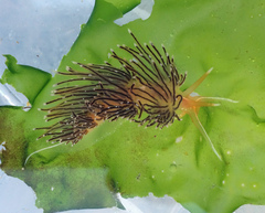 Sakuraeolis enosimensis image