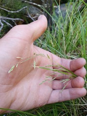 Poa cockayneana