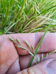 Poa cockayneana