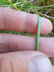 Poa cockayneana