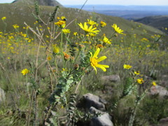 Osteospermum polygaloides