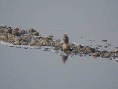 Haliaeetus albicilla