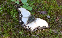 Cymothoe alcimeda trimeni