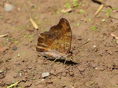 Cymothoe alcimeda trimeni