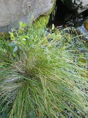 Poa cockayneana