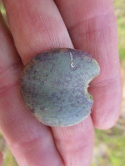 Osteospermum polygaloides