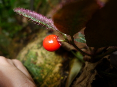 Ardisia mamillata