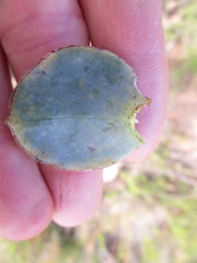 Osteospermum polygaloides