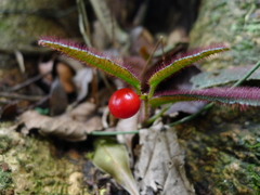 Ardisia mamillata