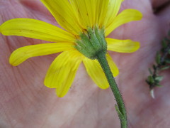 Osteospermum polygaloides