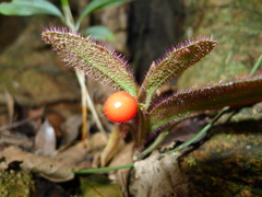 Ardisia mamillata