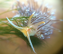 Sakuraeolis enosimensis