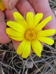 Osteospermum polygaloides