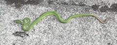 Trimeresurus