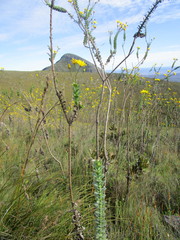 Osteospermum polygaloides