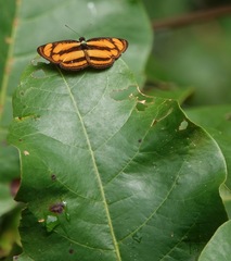 Pantoporia paraka