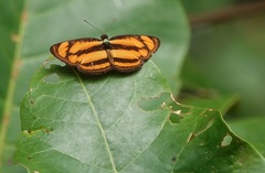 Pantoporia paraka