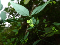 Wikstroemia nutans